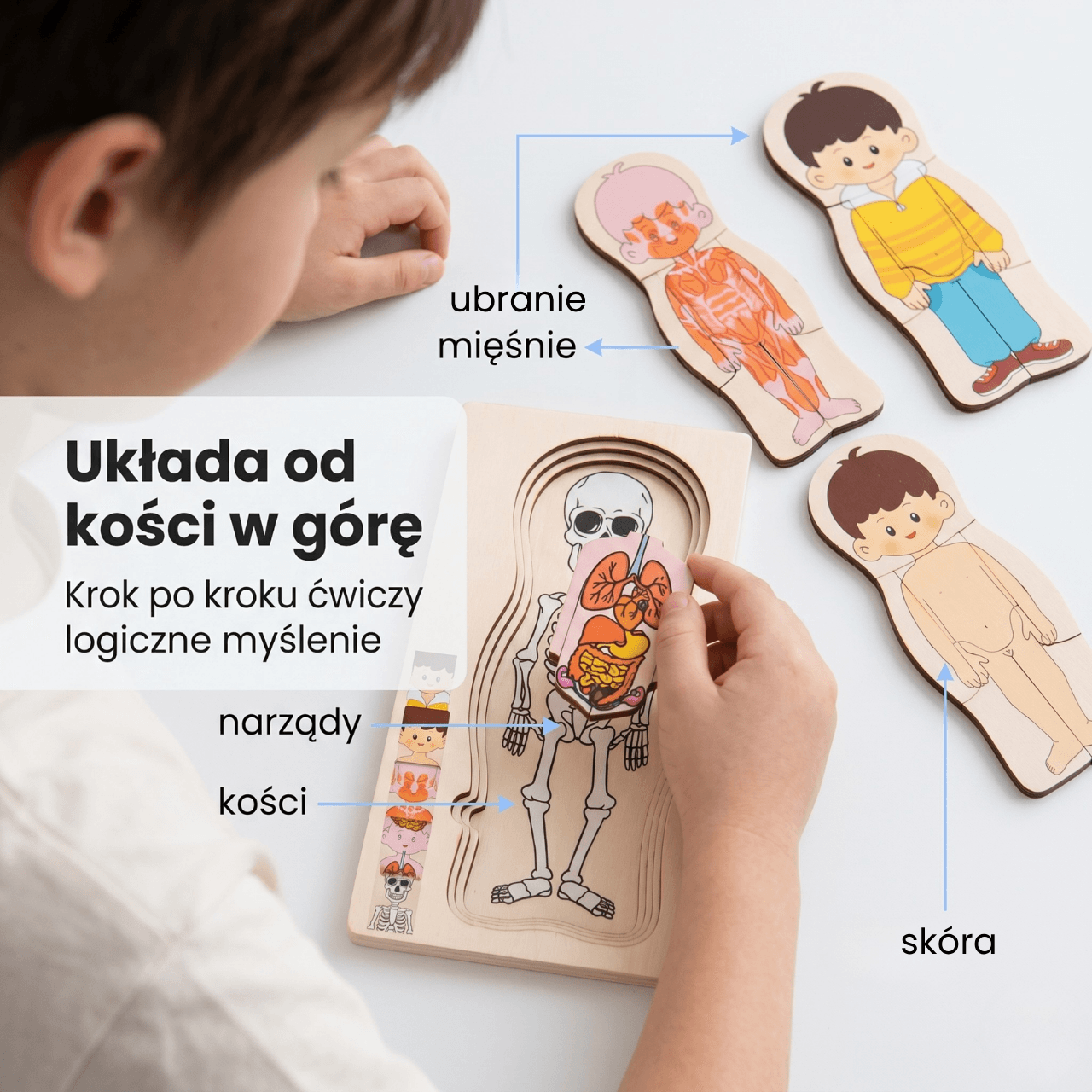 Ciałko znawca Chłopiec